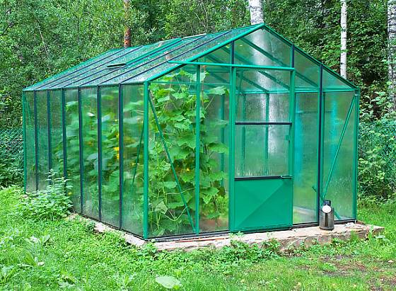 Salátové okurky rostou ve skleníku velmi bujně