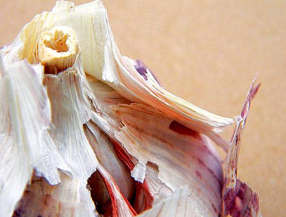 Španělské česneky mívají dutý stonek a hodně slupek