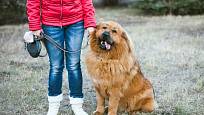 Tibetská doga (tibetský mastiff) je psí plemeno staré více než 4000 let.