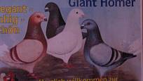 Americké plemeno holubů Giant Homer, po našem Gigant, má dlouhou historii