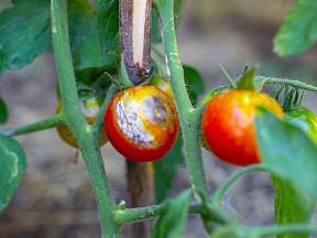 Jak ochránit rajčata před plísní?