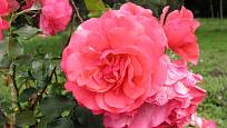 Rosarium Uetersen (Kordes, Německo, 1977). Růžově červený květ je asi 9 cm velký, výška růže 3 m. Opakovaně kvetoucí
