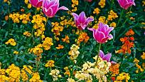 Chejr vonný neboli zimní fiala jako krásný a voňavý partner tulipánů