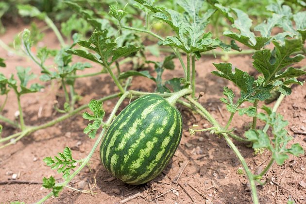 Jak pěstovat meloun a jak poznat, že je už zralý? | iReceptář.cz