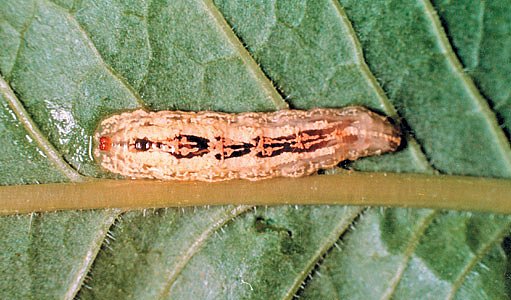 larva pestřenky rybízové