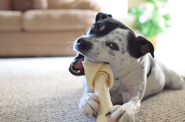 pes, kost, žvýkání, hračka