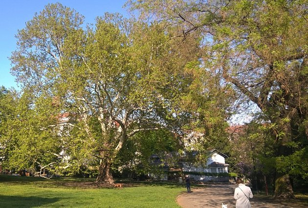 Platan javorolistý v zahradě Kinských je památný strom v Praze na Smíchově.