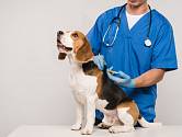 Čip by měl být aplikován veterinárním lékařem.