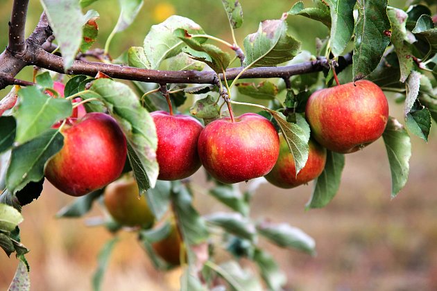 Kterými domácími hnojivy přihnojit jabloně?