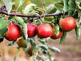 Kterými domácími hnojivy přihnojit jabloně?