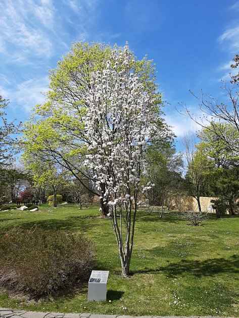 Sakura ozdobná, sloupovitý kultivar 'Amanogawa', vysazená v roce 2009 prezidentem Václavem Havlem.