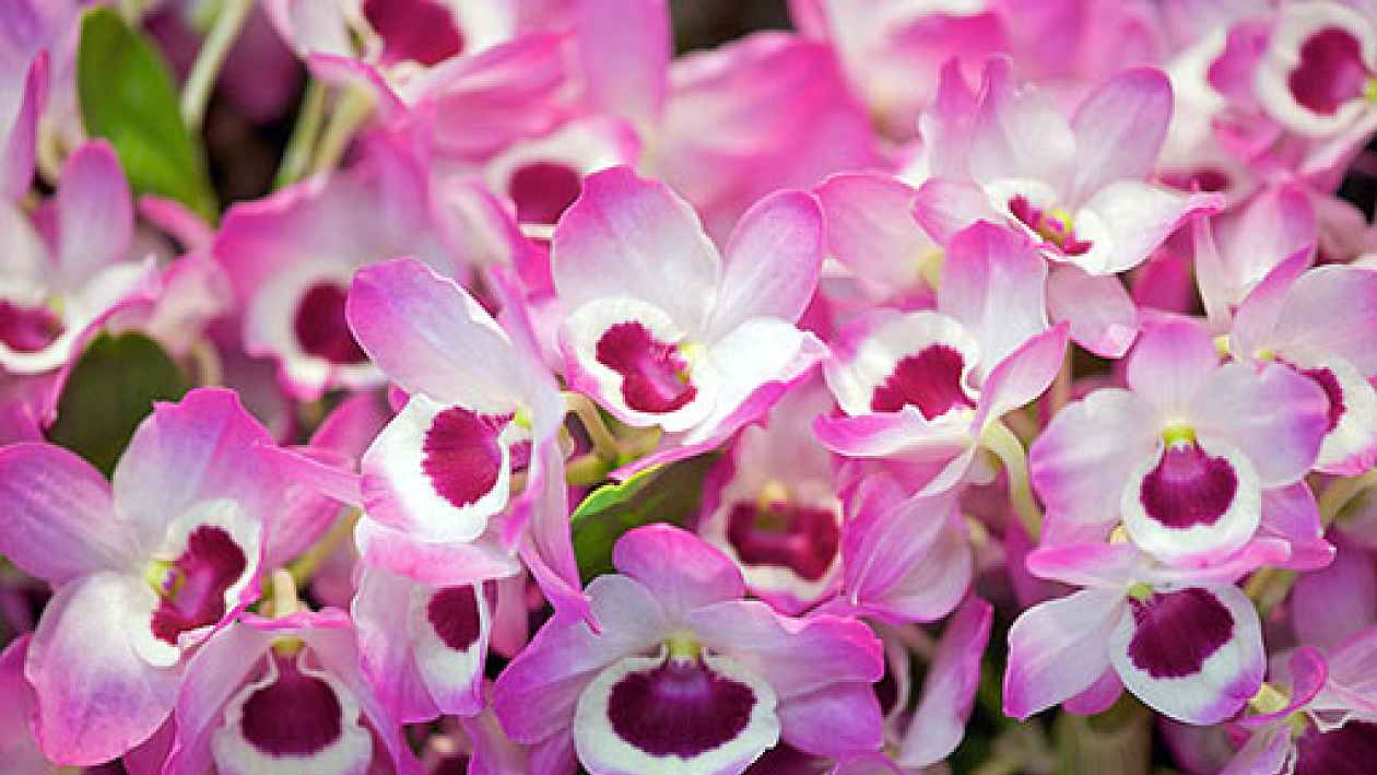 орхидея виды фото с названием дендробиум уход