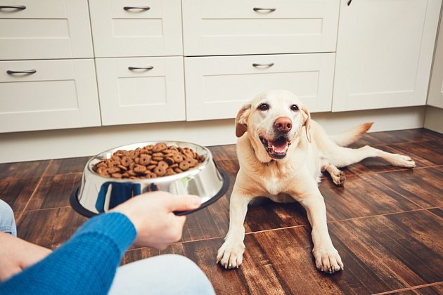 Důvodů, proč pes odmítá stravu, může být celá řada.