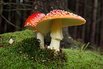 K nejpěknějším houbám patří bezesporu ty nejedlé a jedovaté.