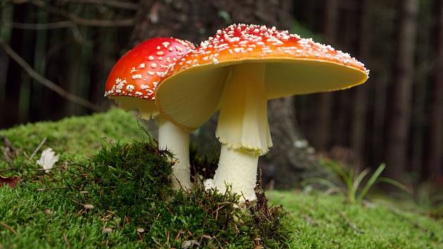 K nejpěknějším houbám patří bezesporu ty nejedlé a jedovaté.