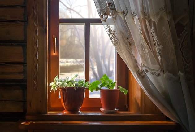 Měli byste v zimě sundávat květináče zpoza oken? Tipy na… | iReceptář.cz