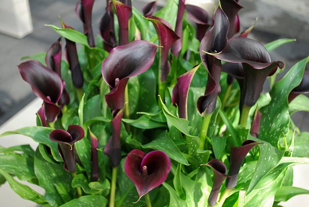 V tmavě fialovém zbarvení vypadá tato kala, kterou známe také pod označením „Black star“, jako černá květina.