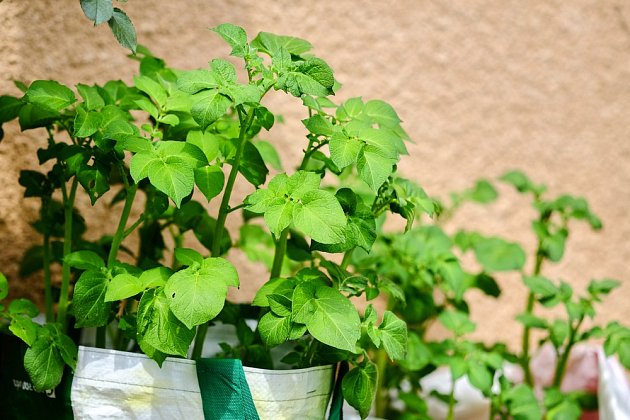 Pěstovat na balkóne můžete i brambory