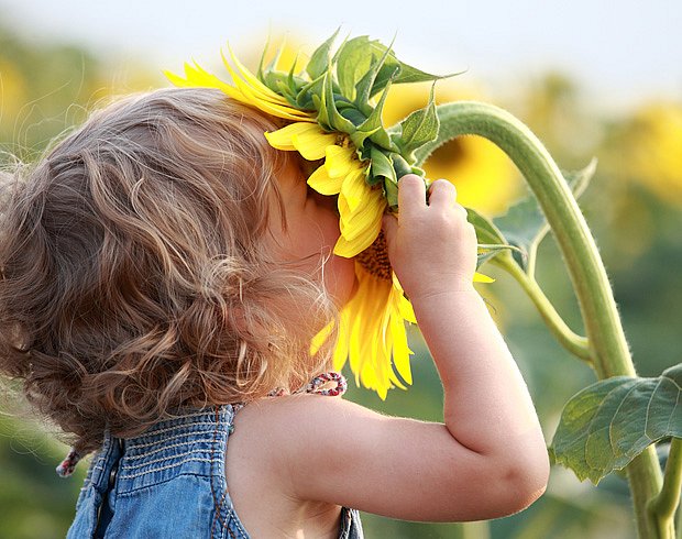 Pěstování slunečnic je snadné a baví i děti
