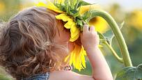 Pěstování slunečnic je snadné a baví i děti