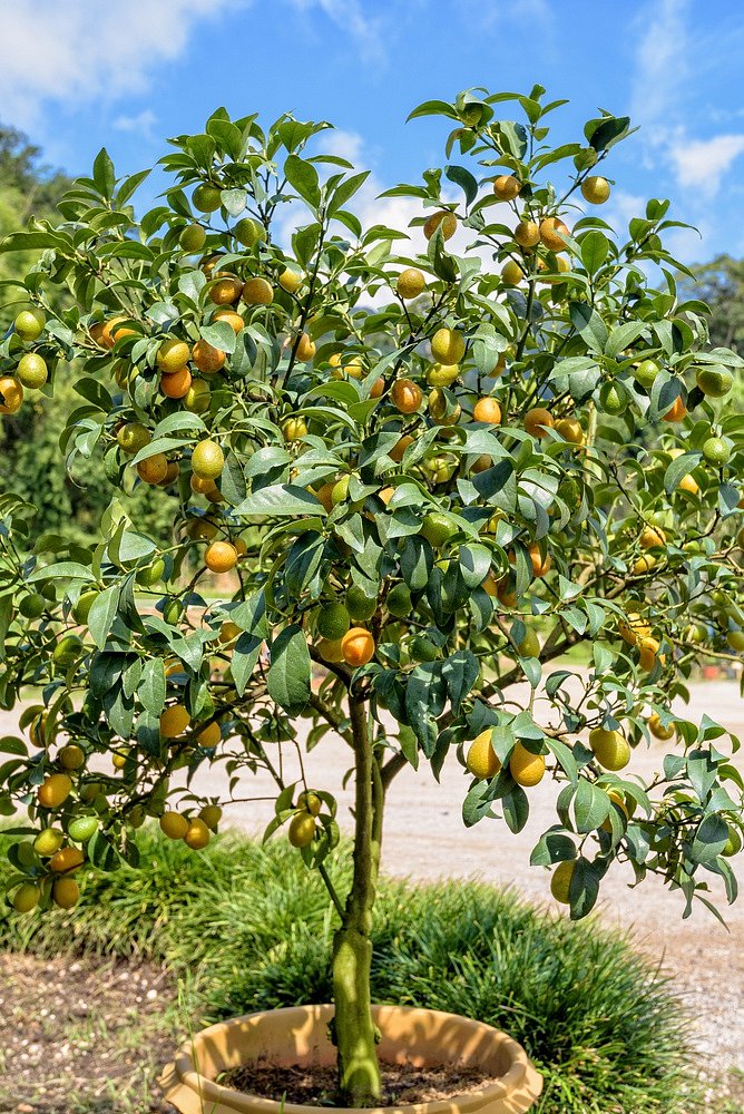 Jak se pěstuje pomeranče?