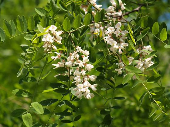 Trnovník akát (Robinia pseudoacacia)