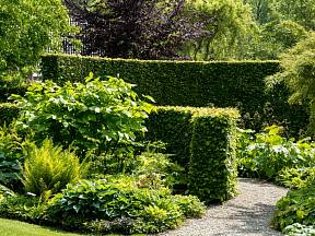 Živý plot je výborné řešení k zajištění soukromí v zahradě.