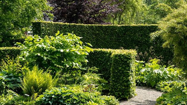 Živý plot je výborné řešení k zajištění soukromí v zahradě.