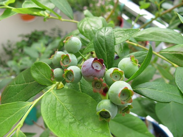 Velkoplodé zahradní borůvky (Vaccinium corymbosum) můžete pěstovat i na balkóně
