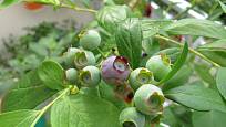 Velkoplodé zahradní borůvky (Vaccinium corymbosum) můžete pěstovat i na balkóně