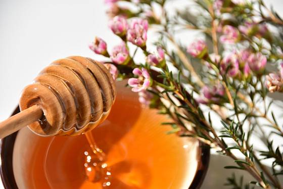 Manukový med pochází z balmínu košťatého (Leptospermum scoparium).