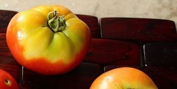 Poruchy zrání rajčat způsobuje příliš vysoká teplota i intenzivní sluneční záření
