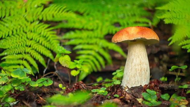 Hřibovité houby vyžadují nejen kyprou, vlhkou, humózní půdu, ale také stromy, v nimiž žijí v symbióze