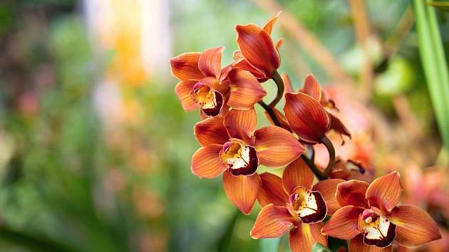 Mohutná orchidej v závěrečné části skleníku Fata morgana.