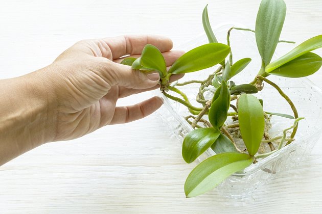 Mladé rostliny orchidejí zasaďte do vhodného substrátu.