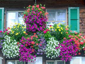 Které jsou ty nejhezčí balkonové rostliny?
