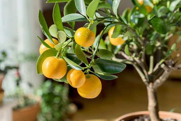 Citrusy v květináče ochotně plodí, pokud mají vhodný substrát, zálivku, teplotu, hnojení a osvětlení