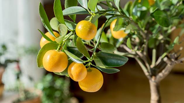 Co citrusy potřebují, aby plodily?