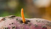 Drátovci jsou larvy brouků z čeledě kovaříkovitých (Elateridae)