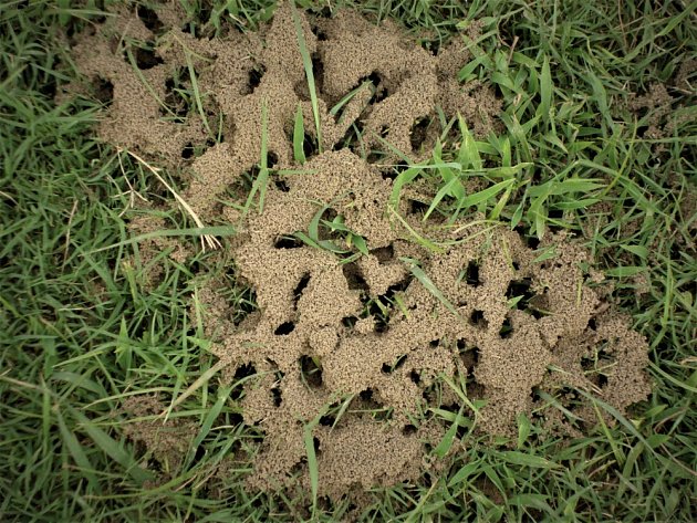 Mravenci škodí podrýváním kořenů rostlin a květin a vynášením půdy na povrch.