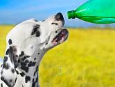 Pes musí mít stálý přísun vody