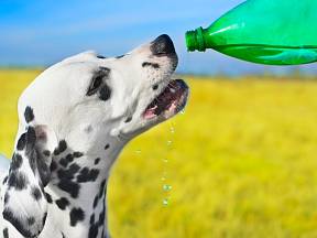 Pes musí mít stálý přísun vody, a to zejména v letních vedrech.