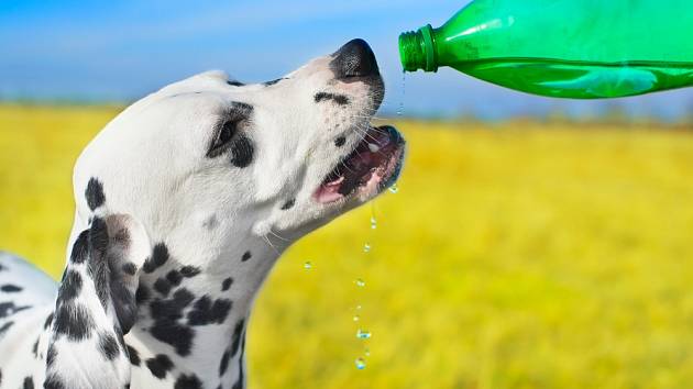 Pes musí mít stálý přísun vody, a to zejména v letních vedrech.