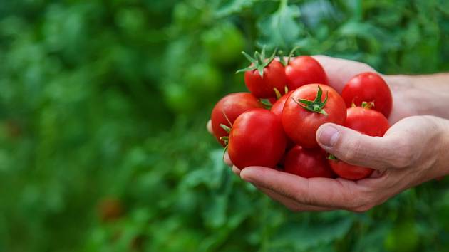 Jak hnojit rajčata, aby na vás čekala ohromná úroda?