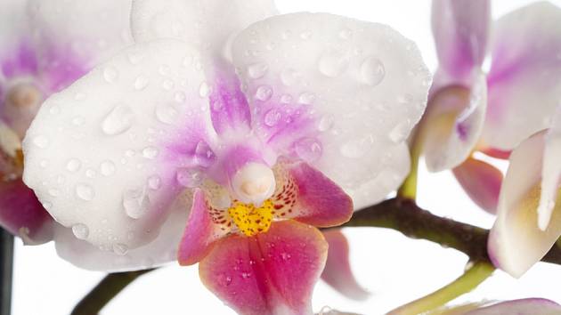 Orchidejte je vhodné rosit.