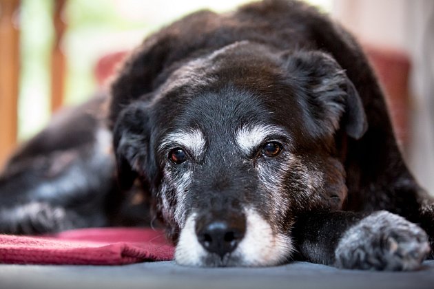 Starší psi maji specifické nároky na péči.