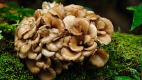Trstnatec je známý také jako houba maitake