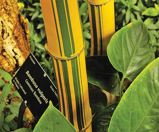 Bambusa vulgaris má nádhernou barvu stvolů