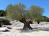 Olivovník evropský (Olea europaea) se dožívá úctyhodného stáří.