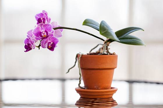 Vyšlechtěným orchidejím se dobře daří i v bytech.